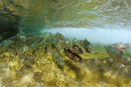 Canada, British Columbia, Cutthroat Trout