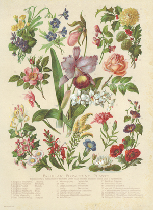 Familiar Flowering Plants (colour litho)
