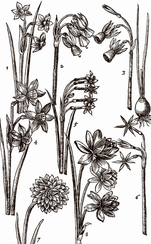 Illustration of Varieties of Jonquils