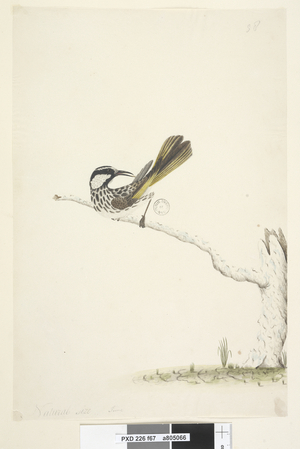 Page 67. Natural size,  June White, Cheeked Honeyeater Phylidonyris nigra, 1791-92 (w/c)