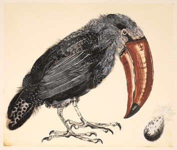 Toucan with Egg, 2018 (monoprint and collaged printed feathers)