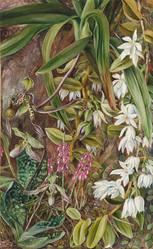 Bornean orchids, 1876 (oil on board)