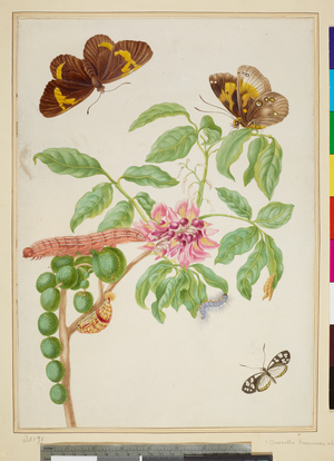 Muellera frutescens with Brush-Footed and Clearwing Butterflies (watercolour on vellum), 1703-
