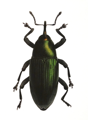 Facsimile of watercolour and gouache on paper depicting a Weevil, Baris cuprirostris by Mark Ines Russell