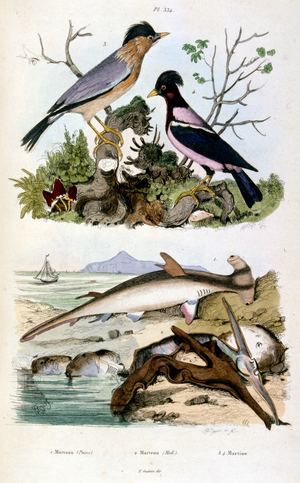 Botanical and zoological illustration by F. E. Guérin. From Dictionnaire pittoresque d'histoire naturelle et des phénomènes de la nature-1833/1834