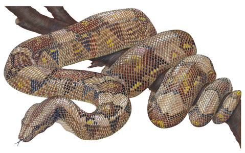 Boa constrictor