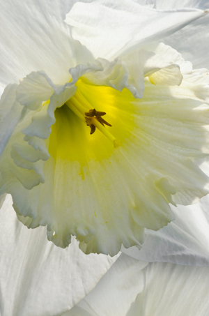 Close-up of Daffodil  (photography)