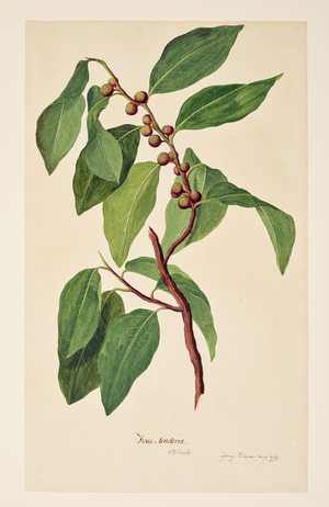 Ficus tinctoria, 1769 (watercolour)
