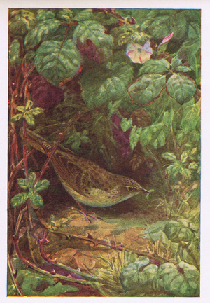 Grasshopper Warbler, illustration from 'British Birds' by Kirkman & Jourdain, 1966 (colour litho)