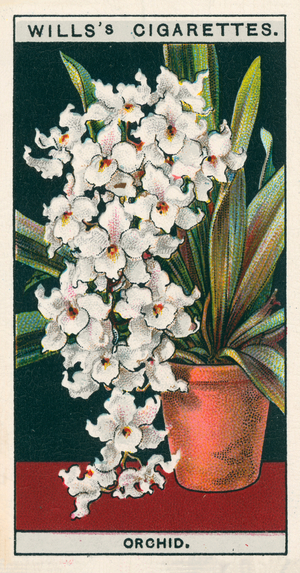 Flower culture in pots: Orchid (chromolitho)