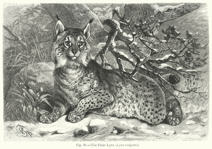 The Polar Lynx (Lynx Vulgaris) (engraving)