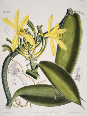 Vanilla planifolia, 19th century (engraving)