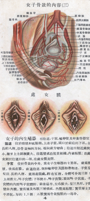Chinese illustrated handbook