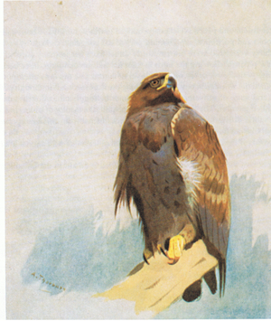 Golden Eagle studies, pub. by Book Club Associates, 1972 (colour litho)