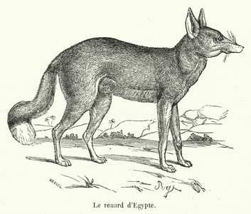 Le renard d'Egypte (engraving)
