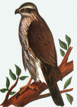 Goshawk, illustration, 1963