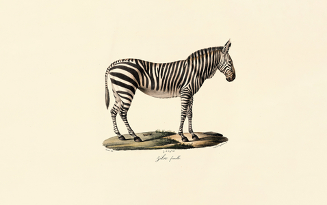Plains Zebra, female, 1824 (hand-coloured litho)