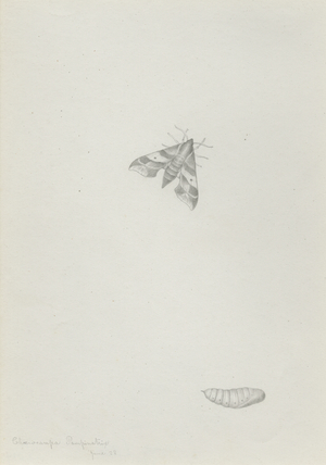 Choerocampa pampinatrix (pencil on paper)