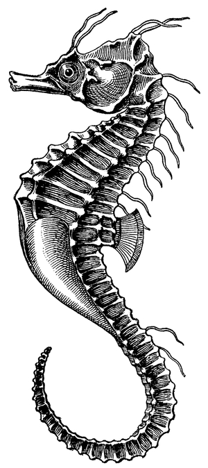 seahorse