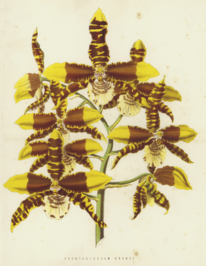 Odontoglossum Grande (chromolitho)