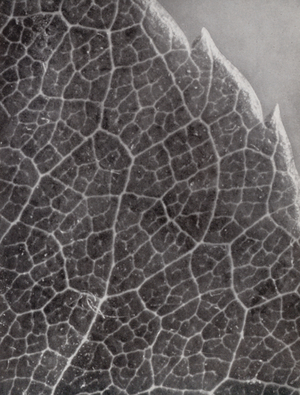 Rose leaf (b/w photo)