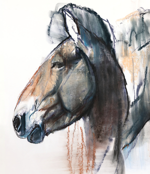 Head Study, Przewalski, 2013 (pastel and charcoal on paper)