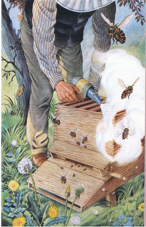 Smoking out the bees, from The Flying Nation published by Hutchinson & Co, c.1940's (colour litho)