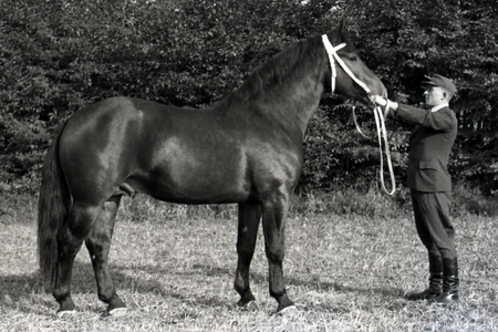 15 10 1954 Moritzburg district Dresden GDR heavy warmblood stallion …, 1954 (photo)