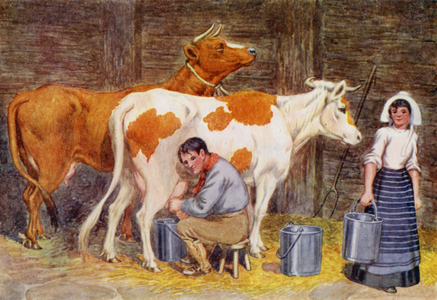 Milking time (colour litho)