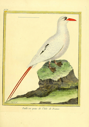 Red-billed Tropicbird from Île de France (print)