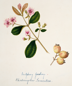 Rhodomytris torneutosa