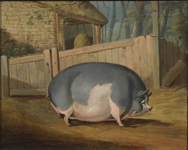 Yorkshire Sow, fed by My Tallin of Ketton near Stamford in Lincolnshire, 1812 (oil on canvas)