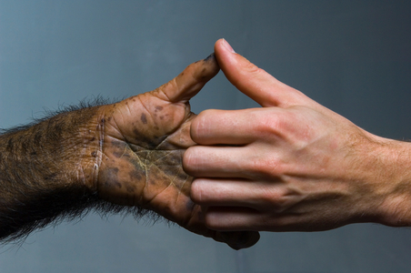Adult male human hand juxtaposed with hand of six-year-old chimpanzee., 2006 (photo)
