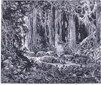 Pigmies in the African forest c.1900 (lithograph)