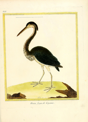 Brown Heron from Cayenne (print)