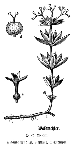 Woodruff