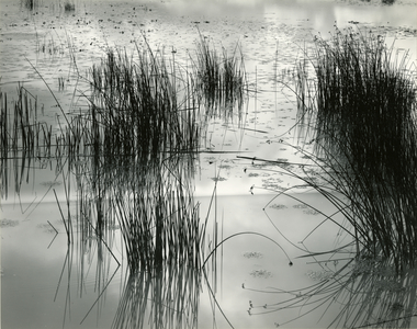 Reeds, France, 1960 (silver gelatin print)