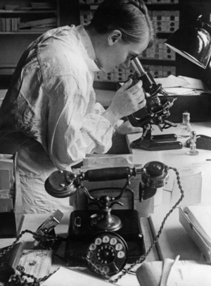 Research with the microscope, 1930 (b/w photo)