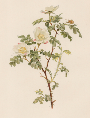 English Rose (colour litho)