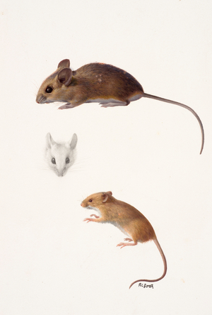 Two studies - a wood mouse and a harvest mouse (oil on paper)