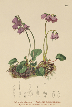 Alpine Snow Bell (Soldanella alpina) (colour litho)