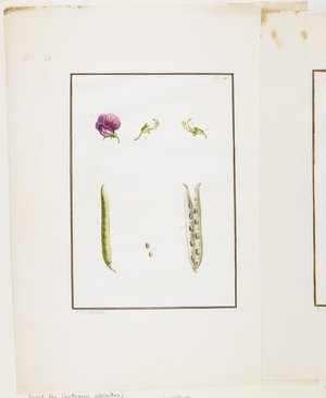Botanical Dissection: Sweet Pea (Lathyrus odoratus), c.1778-90 (w/c & graphite on paper) 