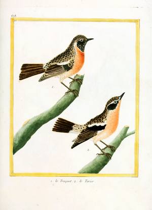 Wheatear and Stonechat (print)
