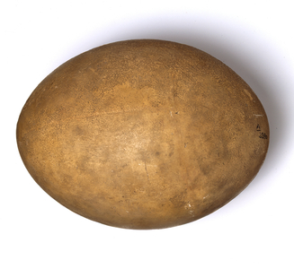 Aepyornis maximus (photo)