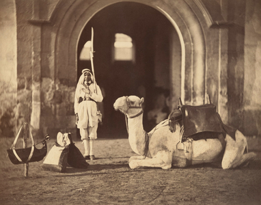 Camel lying down, c.1866 (photogravure)