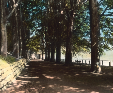 Beech tree alley at Aachen Lousberg, 1920s