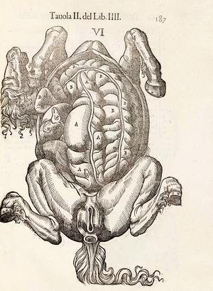 Equine anatomical Illustration