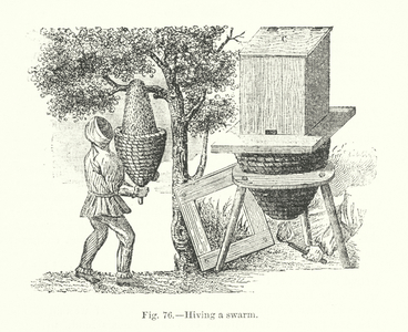 Bee keeping, hiving a swarm (engraving)