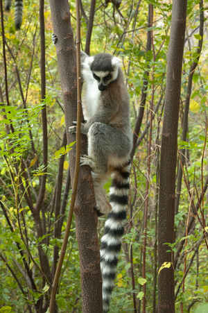 Ring Tailed Lemur (photo)