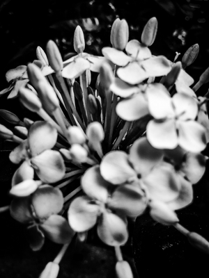 Flower nº 25, 2025 (photo)